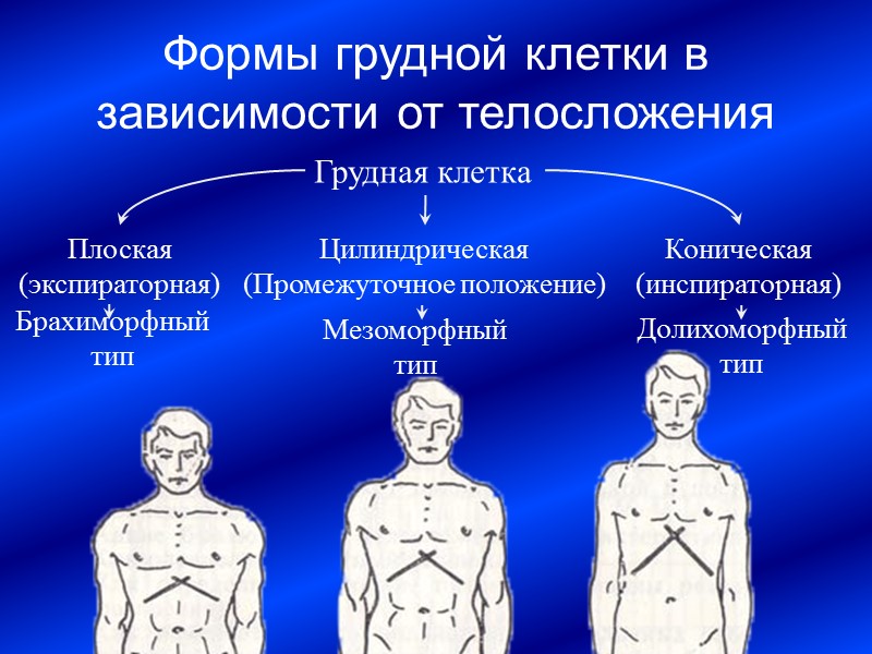 Формы грудной клетки в зависимости от телосложения Грудная клетка Коническая (инспираторная) Плоская  (экспираторная)